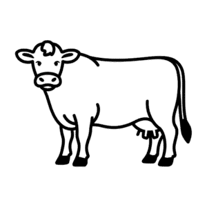 Jersey cow Easy Drawing