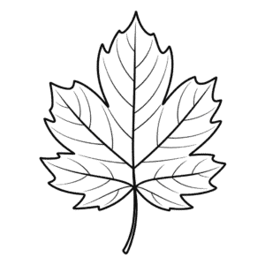 Fall Leaf Easy Drawing