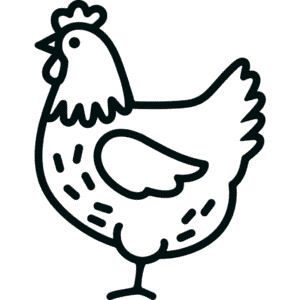 Simple chicken Easy Drawing